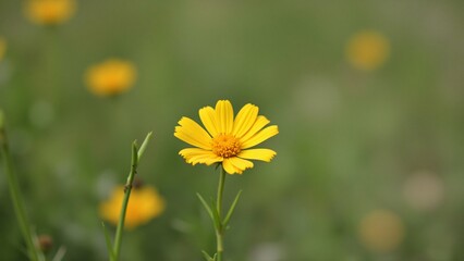 Single Yellow Wildflower in a Field of Blooms