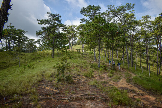 paisaje monta&ntilde;oso sobre la sierra de mexico con arboles antos y cielos azulado 