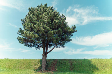A beautiful tree on the hill

