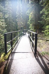 Obraz premium path in the forest