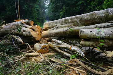 Heavy rain and strong winds caused large trees to fall and block traffic.