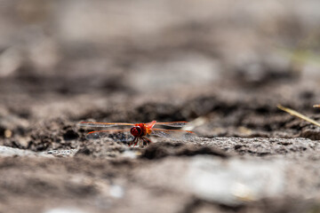 Trithemis kirbyi pertenece a la familia de Libellulidae.