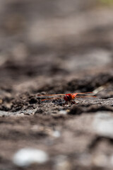 Trithemis kirbyi pertenece a la familia de Libellulidae.