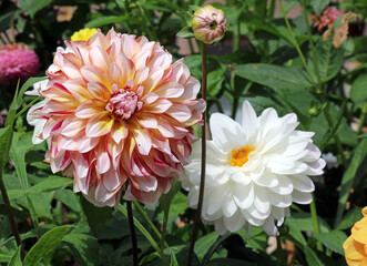 Closeup of a pink and yellow Dahlia bloom, Staffordshire England
