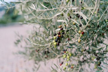 Black olives starting to ripen on the branches of a green tree