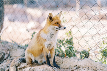 Red fox sits on stones in a zoo enclosure and looks away