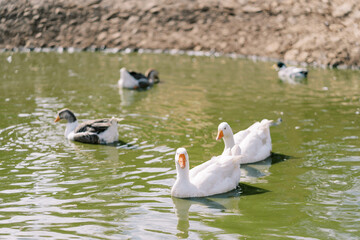 White ducks swim in a green pond with gray geese