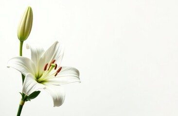 Fototapeta premium white lily flowers banner. White lily flower on white background. Floral wedding card, celebration, invitation, farewell greeting, condolence