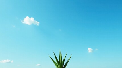 Obraz premium Serene Aloe Vera Plant Silhouetted Against a Vivid Azure Sky with Sparse, Fluffy Clouds