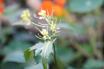 Tropaeolum majus, or garden nasturtium, is a vibrant, edible flowering plant attracting honey bees with its bright orange, red, or yellow blooms rich in nectar.
