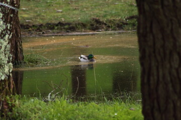 Pato paseandose por el pinar de Morouzos.