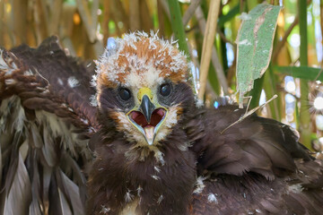 Marsh Harrier baby / Circus aeruginosus /  Moták pochop junior