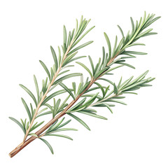 A sprig of rosemary with needle-like leaves and woody stems, positioned elegantly on an isolated white background, in a rustic botanical illustration style, with soft natural lighting to accentuate it