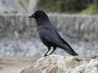 Close up image of a black crow standing on a grey sea wall on the coast
