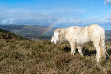 Obraz premium wild white horses on a mountain, and a rainbow 