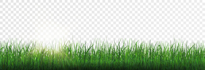 Grass, lawn, grass border isolated on transparent background, vector png. Realistic grass effect on a light background for your design.
