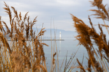 Phare blanc à Genève sur le lac Léman entre des feuilles de pampa 