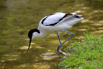 Säbelschnäbler (Recurvirostra avosetta) Wattvogel