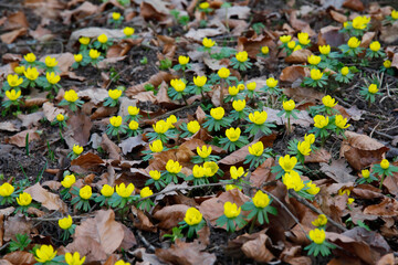Winterlinge (Eranthis) mit gelben Blüten im Frühling