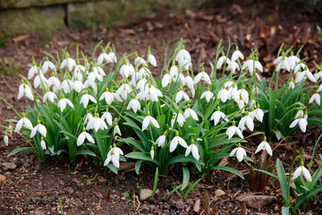 Frühlings-Knotenblume (Leucojum vernum) auch Märzenbecher, Pflanze mit weißen Blüten 