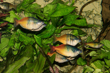 Boesemans Regenbogenfische, Aquarienfische