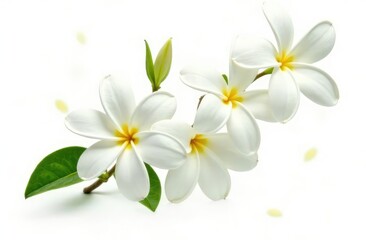 Obraz premium Beautiful jasmine flowers with leaves in air on white background 