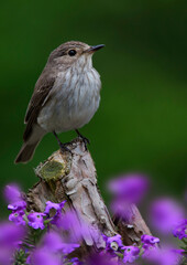 Grauschnäpper (Muscicapa striata) sitzt auf Ast