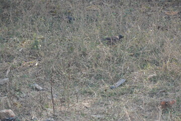 The Common Myna (Acridotheres tristis) is a bold, brown bird with yellow eye patches, known for its adaptability, vocal mimicry, omnivorous diet, and urban presence.