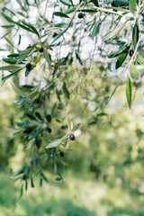Black olives hang on green branches in a sunny grove