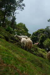 Obraz premium sheep in the mountains