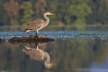 Grey Heron / Ardea cinerea / Volavka popelavá