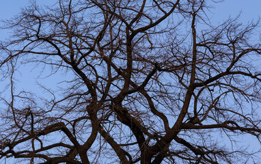 dark branches of an oak tree without leaves against the blue sky