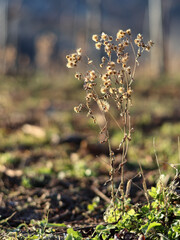 wild flowers in autumn