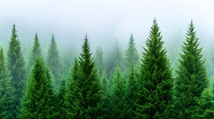 Fototapeta premium Lush Green Coniferous Forest with Fog in Serene Natural Landscape