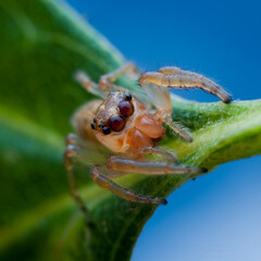 jumping spider