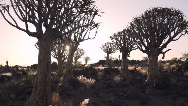 Sunlight filters through quiver tree forest at dawn capturing nature's serenity