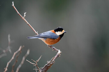 Fototapeta premium Varied Tit - Japan