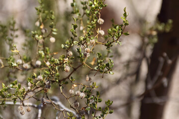 Velvet Mesquite, aka Forest Flour Plant at Camp Verde, Arizona USA