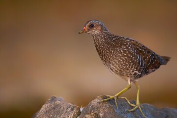 Spotted Crake / Porzana porzana / Chřástal kropenatý