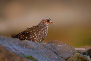 Spotted Crake / Porzana porzana / Chřástal kropenatý