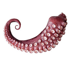 Realistic Octopus Tentacle with Suckers and Texture Details
