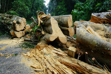 Obraz premium Heavy rain and strong winds caused large trees to fall and block traffic.