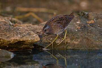 Spotted Crake / Porzana porzana / Chřástal kropenatý