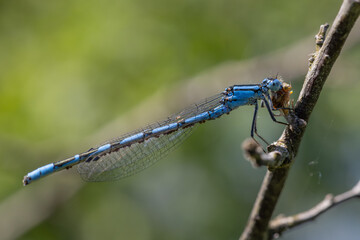 blue dragonfly on a branch