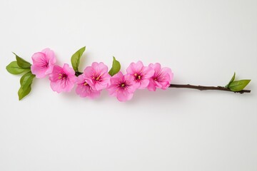 Fototapeta premium Beautiful pink cherry blossom flowers on a branch, isolated on a white background. Detailed photograph,