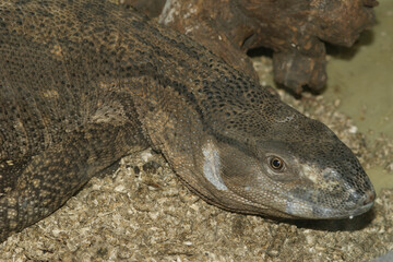 Closeup on a White throated monitor, Varanus albigularis of South Africa