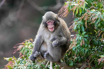 Macaque Juvenile Monkey