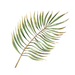 Palm branch. Isolated watercolor illustration in realistic style for design of tourist brochures, travel blogs, printing on fabric.