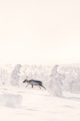 Reindeer in snowy landscape