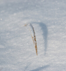 grass with ice flakes on a background of snow.